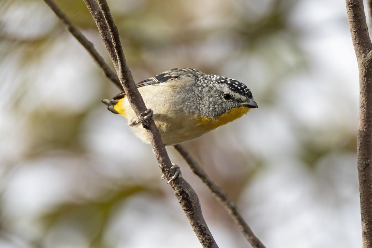 Spotted Pardalote - ML342457651