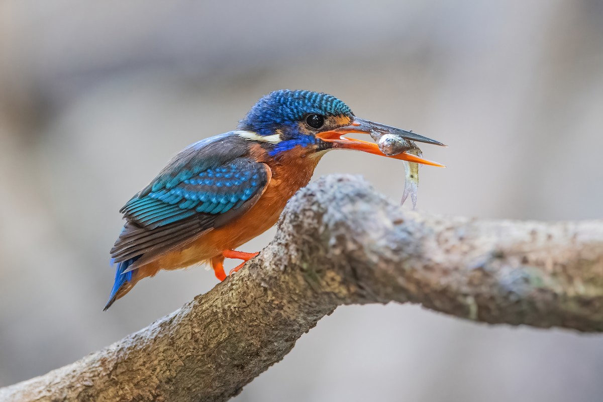 Blue-eared Kingfisher - ML342460671