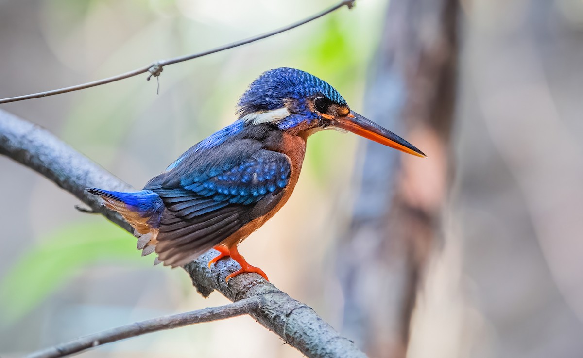 Blue-eared Kingfisher - ML342460741