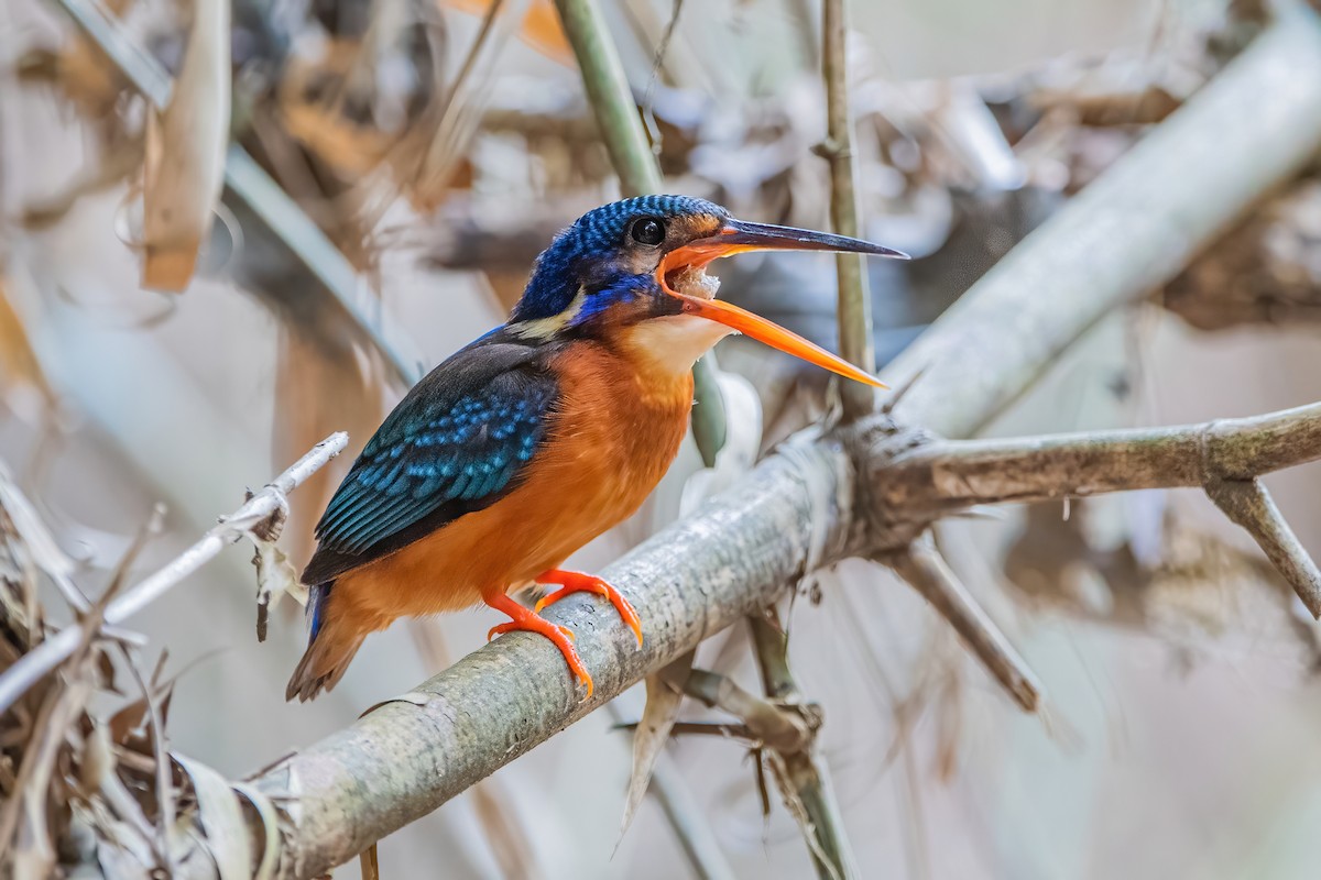 Blue-eared Kingfisher - ML342460781