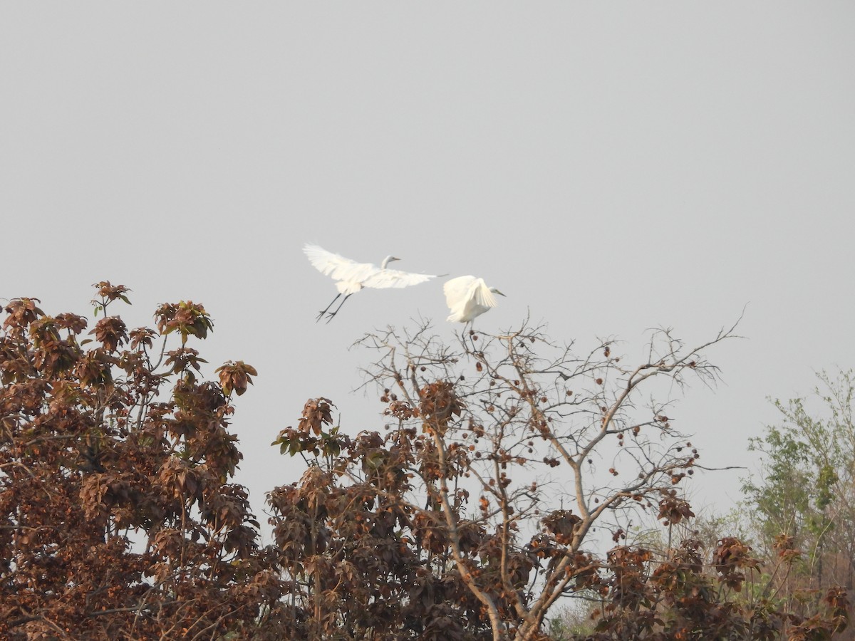 Little Egret - Soumitra shesh  Arya