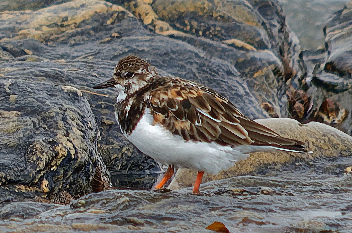 Ruddy Turnstone - ML342462571