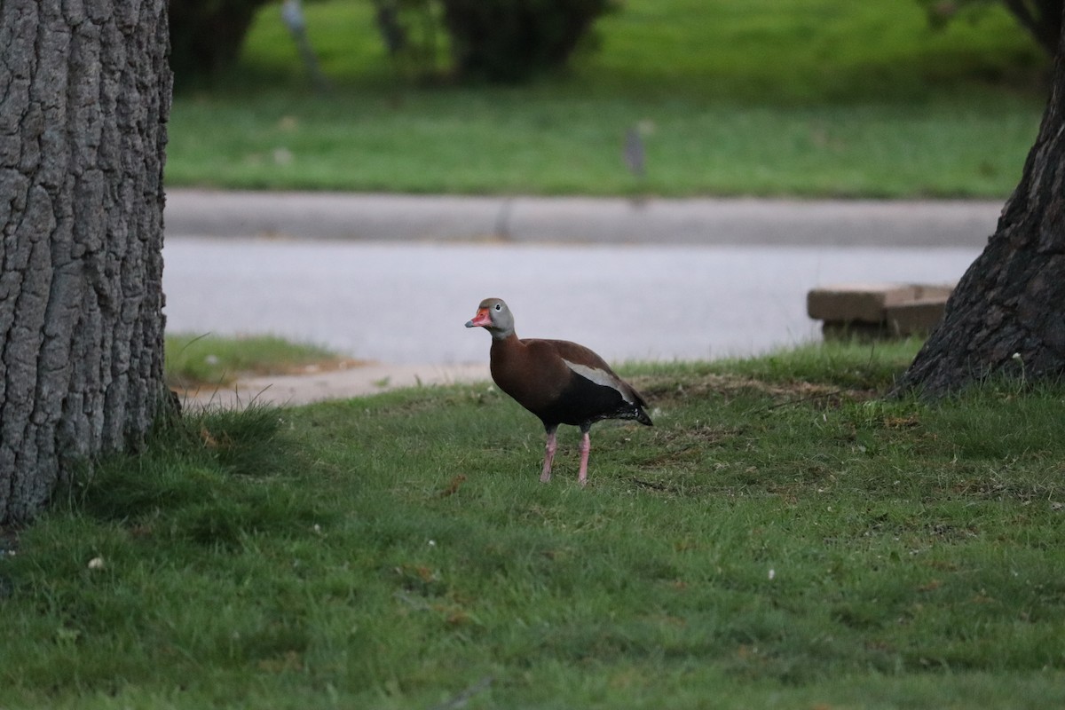 Black-bellied Whistling-Duck - Anonymous