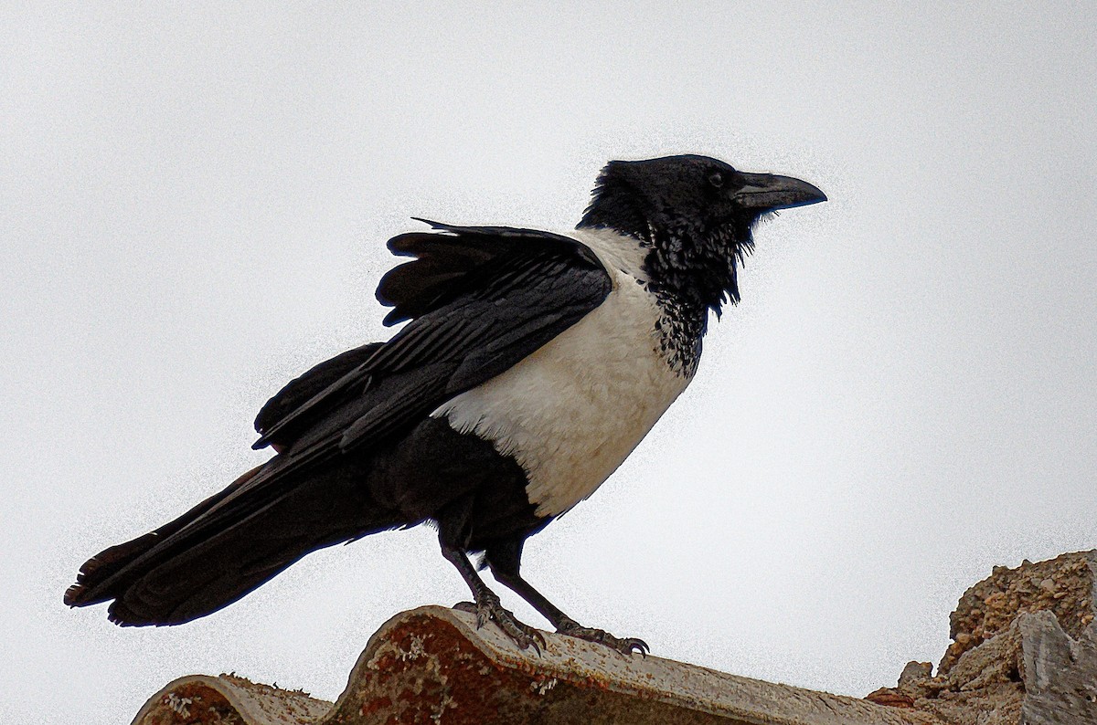 Pied Crow - John Watson