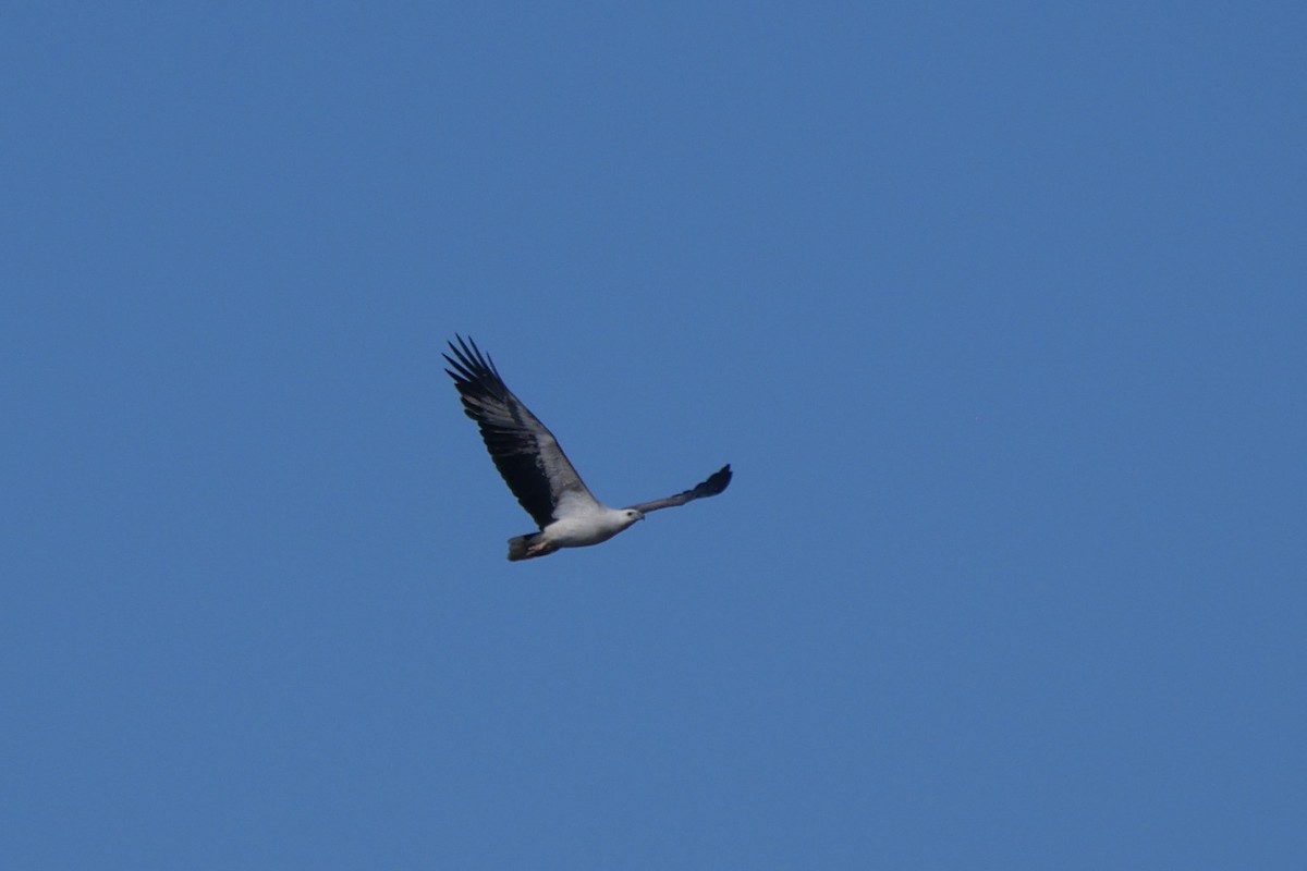 White-bellied Sea-Eagle - ML342463211