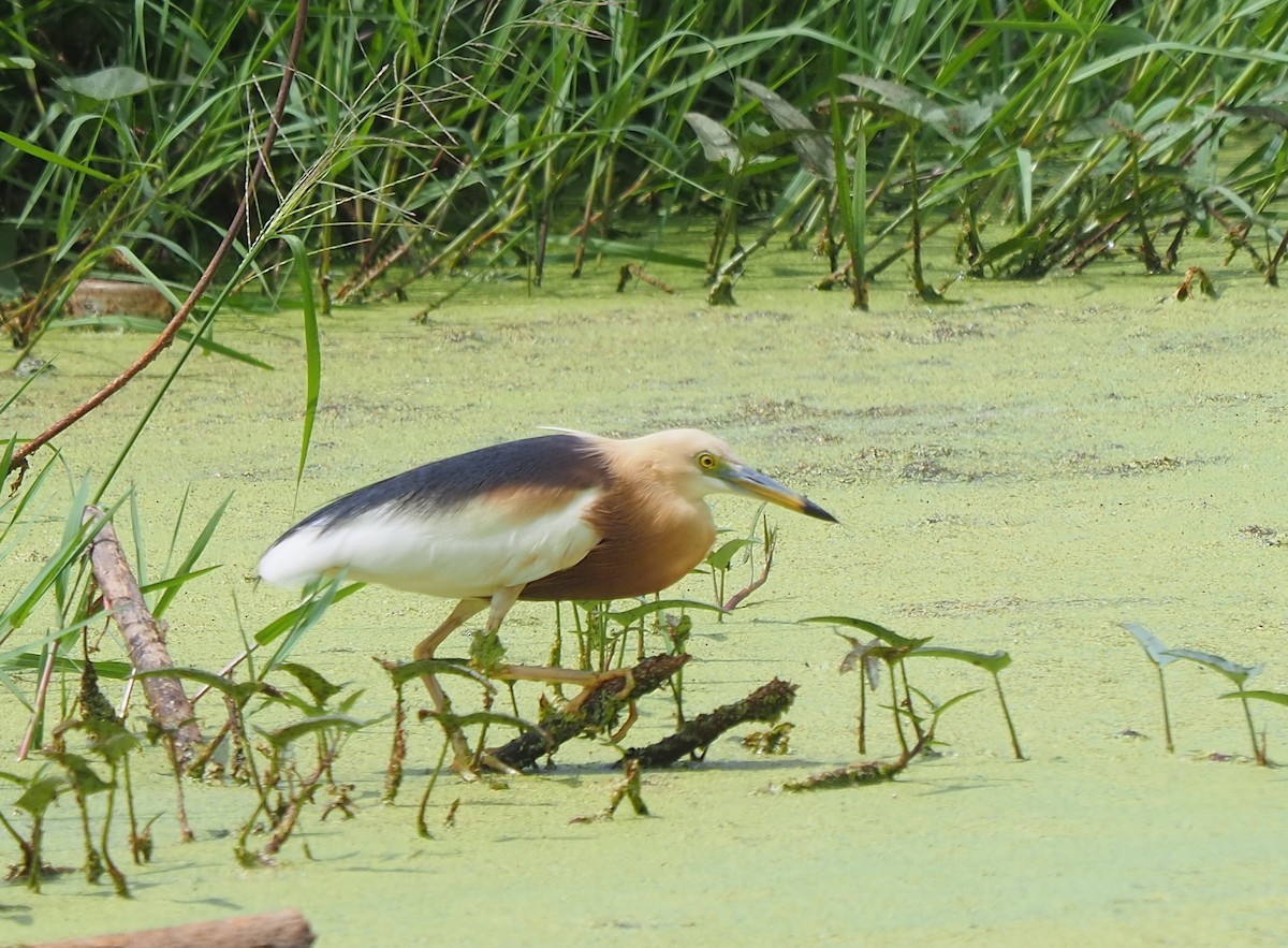 Javan Pond-Heron - ML342463551