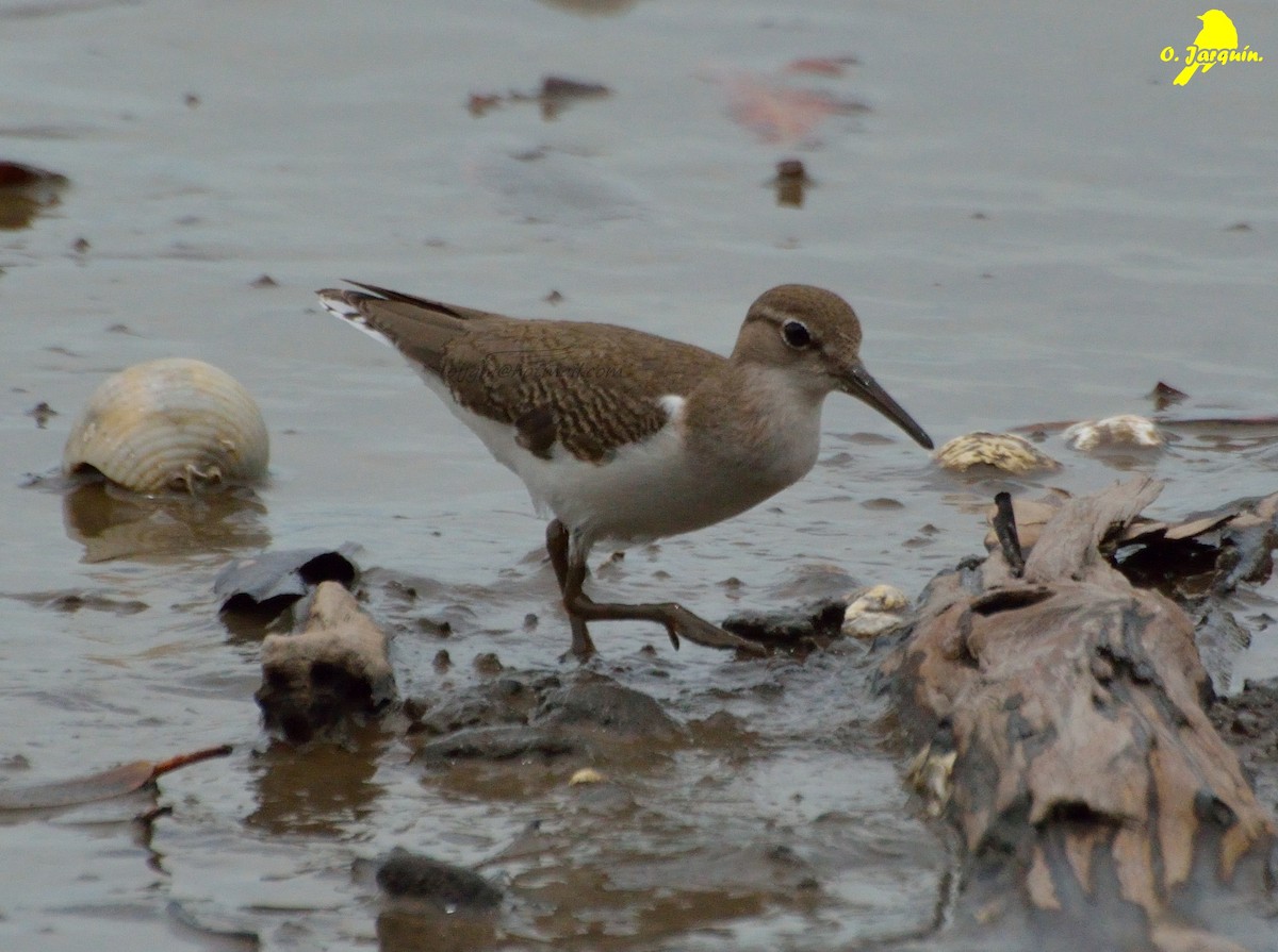 Spotted Sandpiper - ML34246481