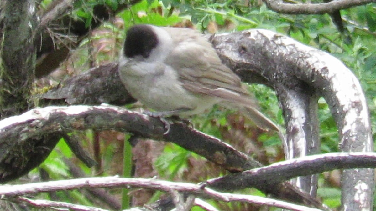 Eurasian Blackcap - ML342465741