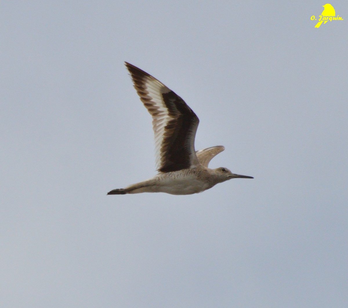 Willet - ML34246641