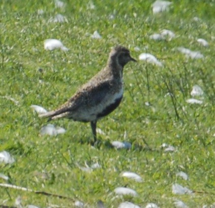 European Golden-Plover - ML342466461