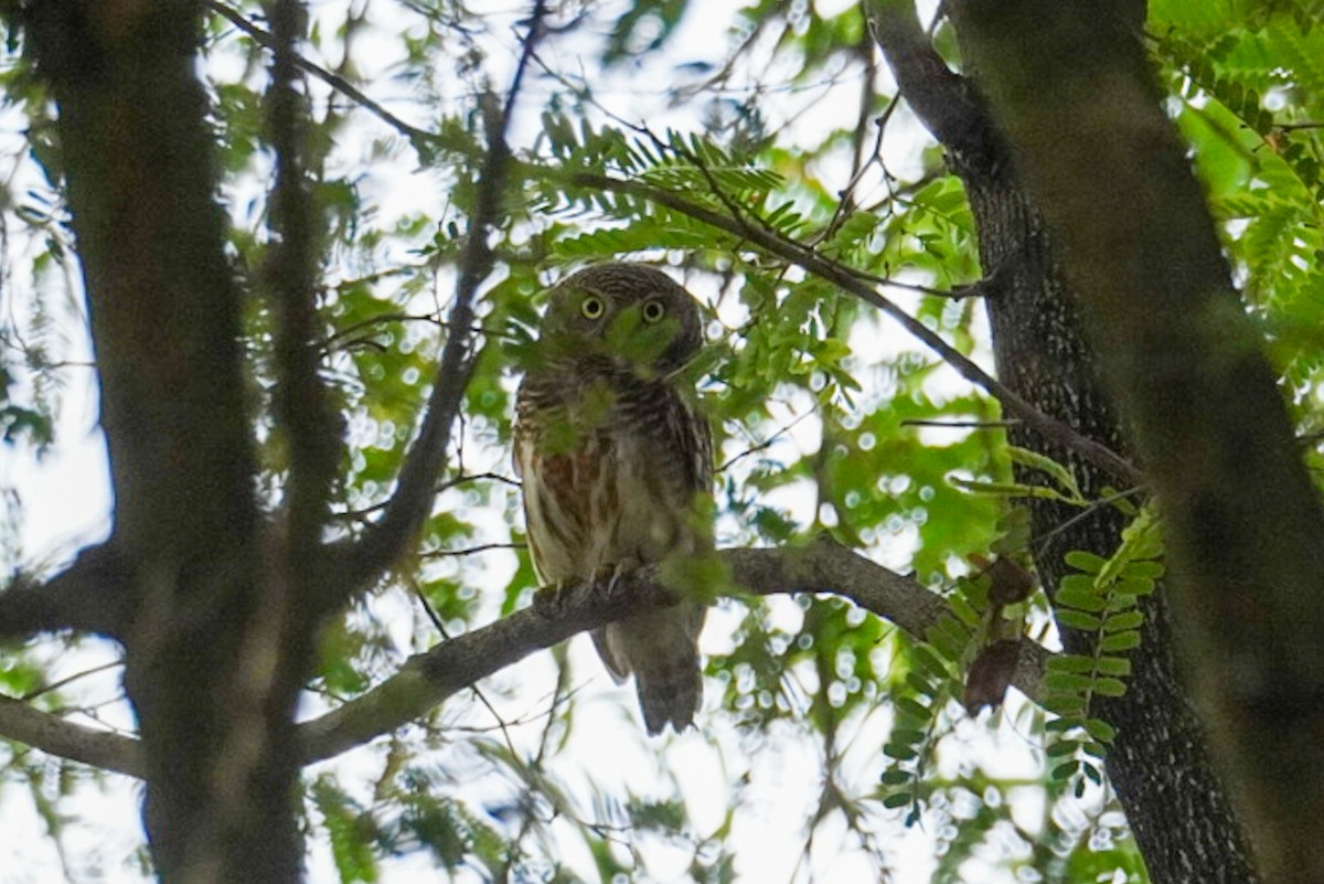 Asian Barred Owlet - Ploytanya Panitchpakdi
