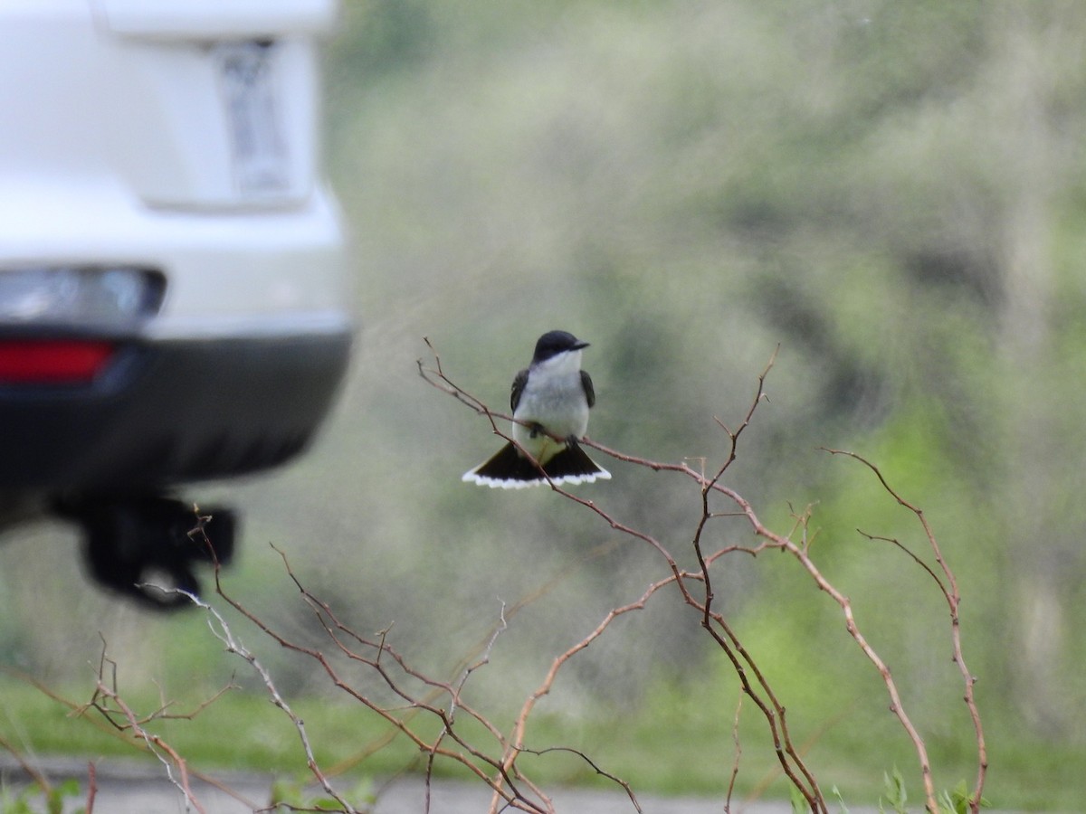 Eastern Kingbird - ML342467631