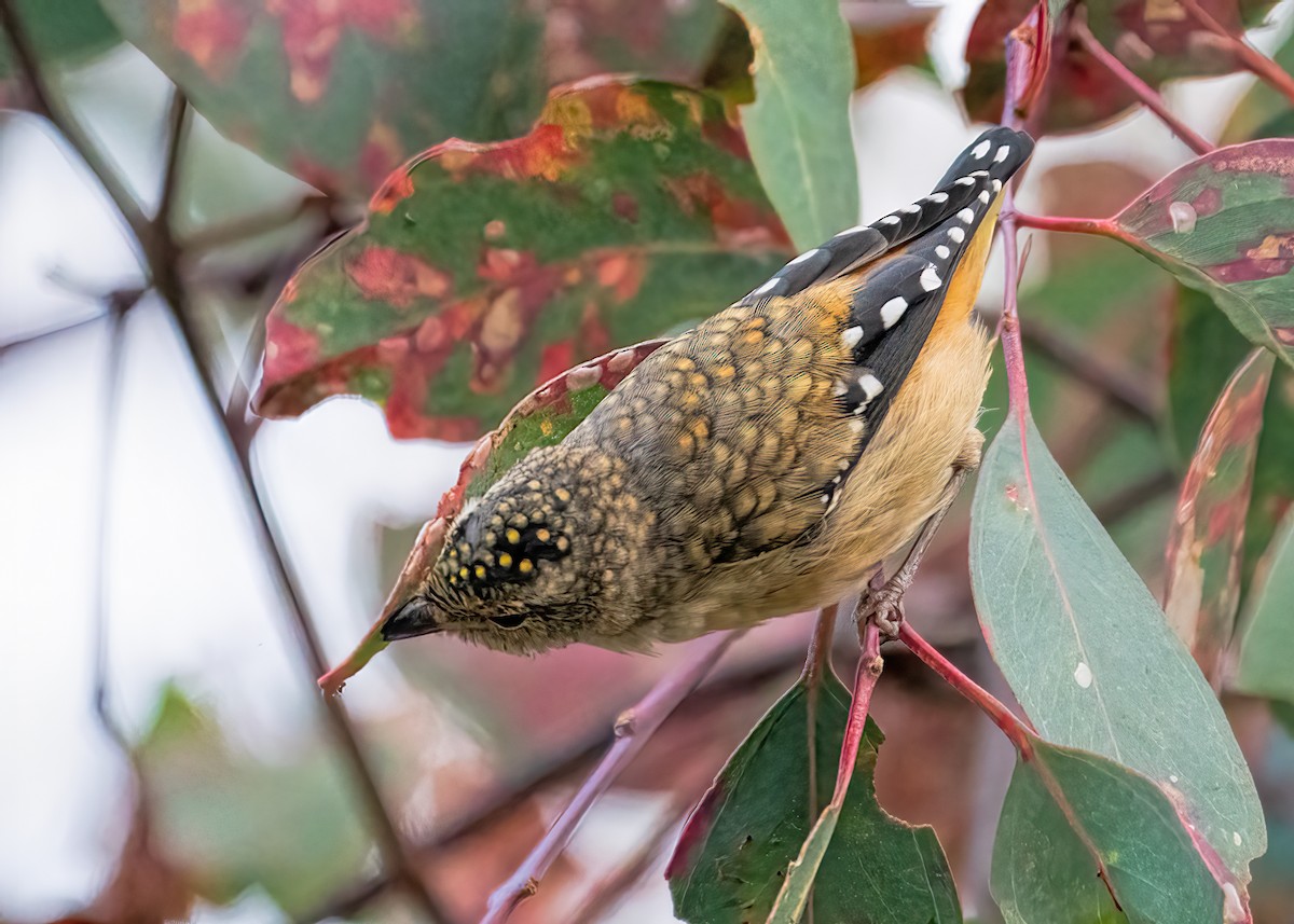 Pardalote Moteado - ML342469971