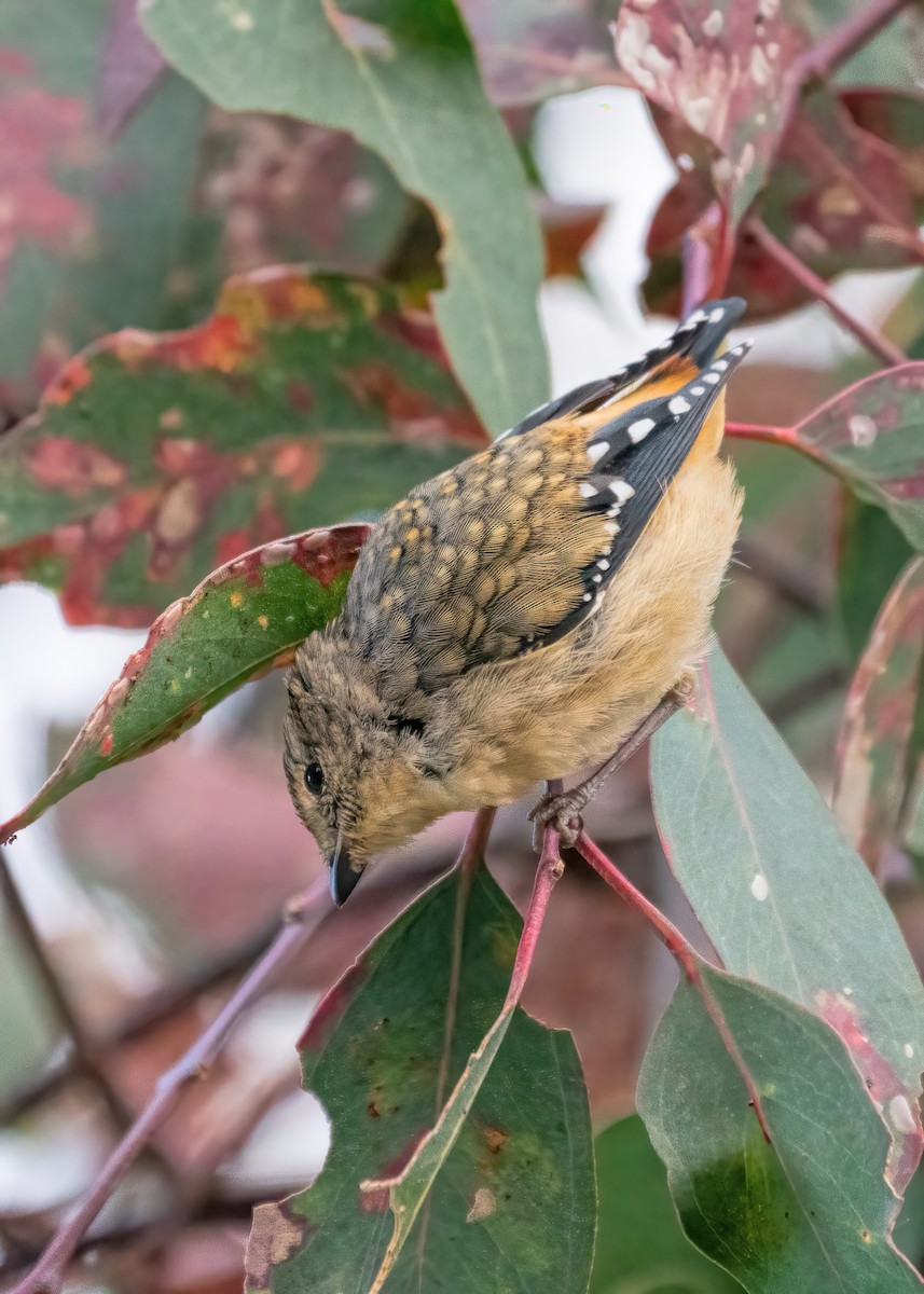 Pardalote Moteado - ML342469981