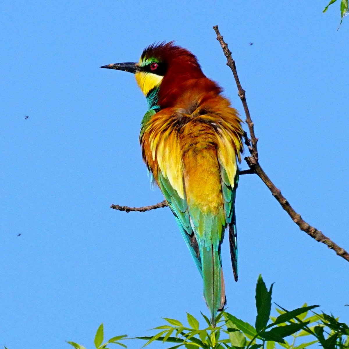 European Bee-eater - ML342472551