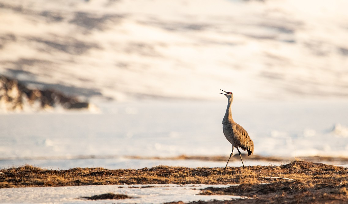 Sandhill Crane - ML342472911