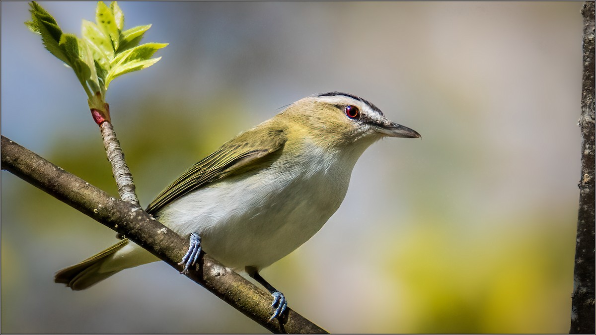Red-eyed Vireo - ML342473941