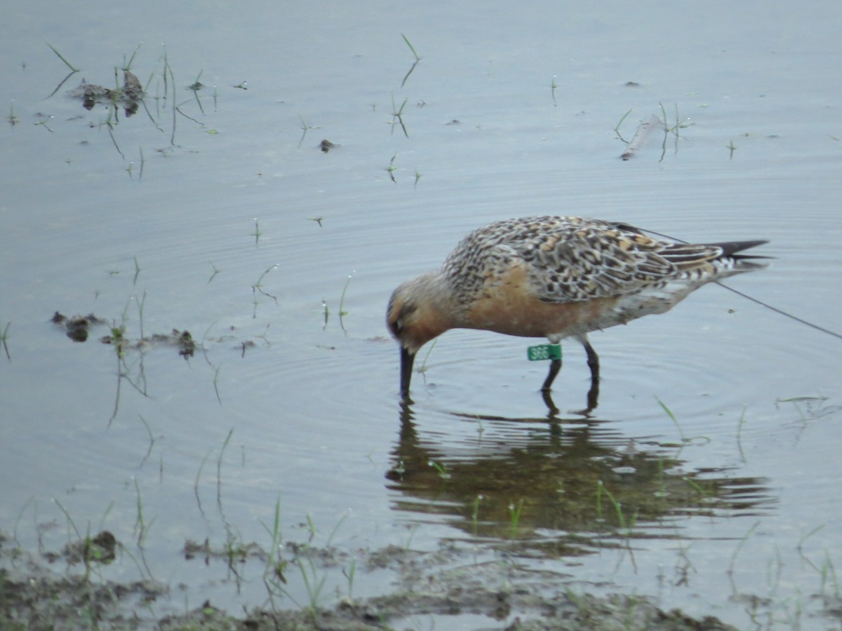 Red Knot - ML342474581