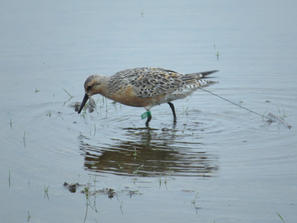 Red Knot - ML342474591