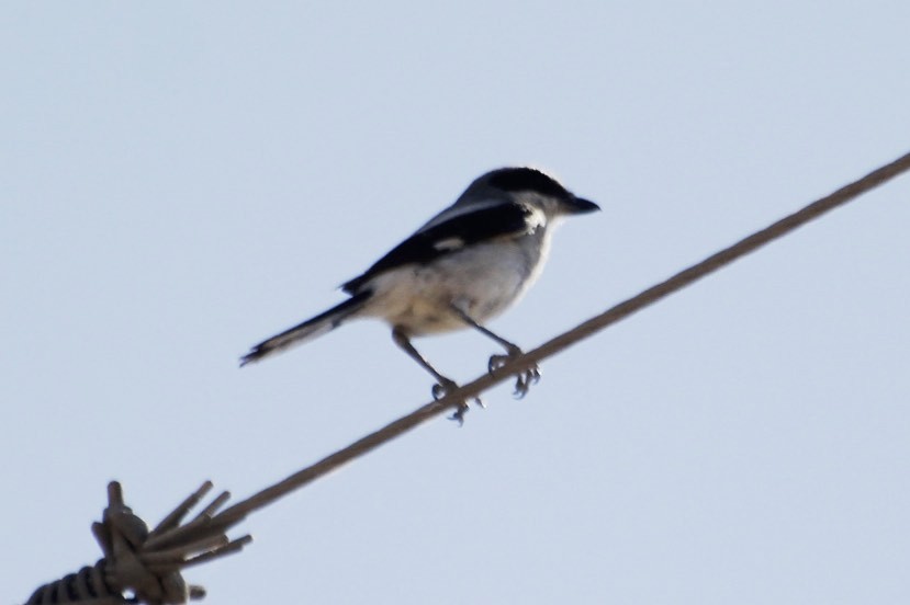 Loggerhead Shrike - ML34247511