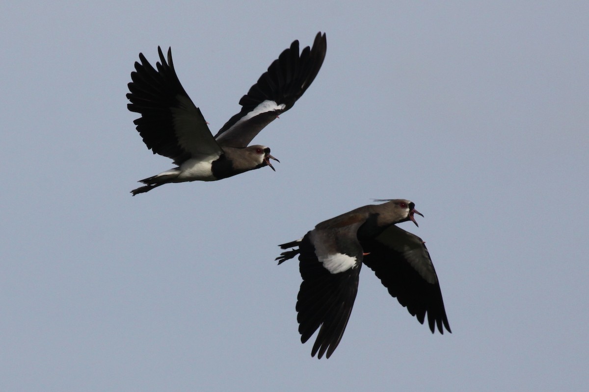 Southern Lapwing - ML342477541