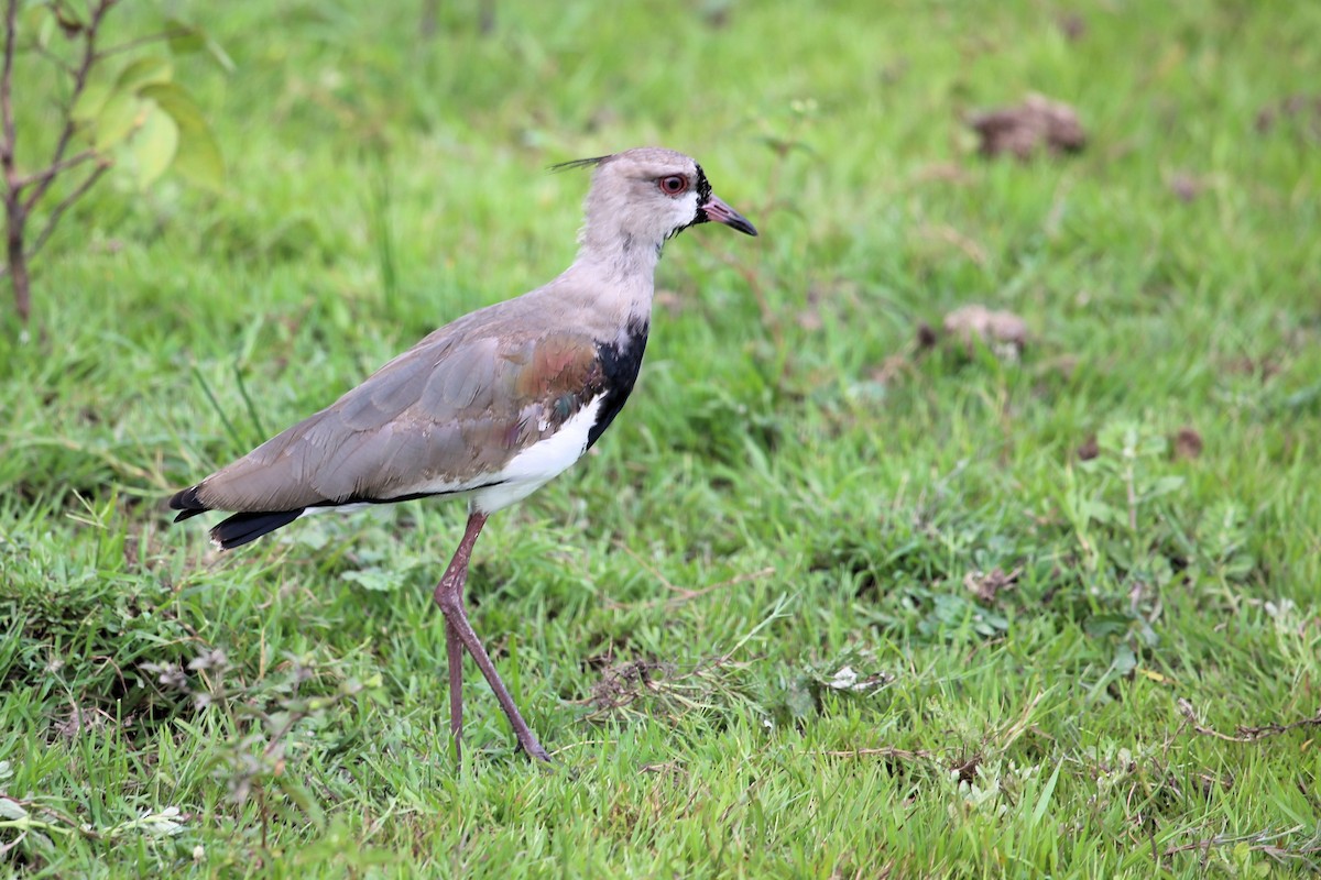 Southern Lapwing - ML342477771