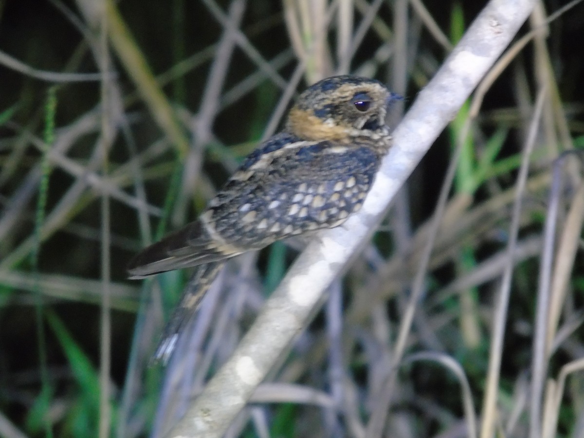 Spot-tailed Nightjar - ML342478021