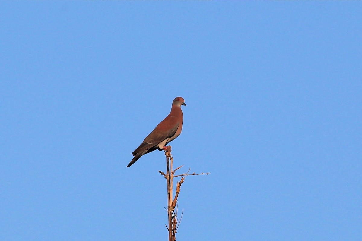 Pale-vented Pigeon - ML342479461