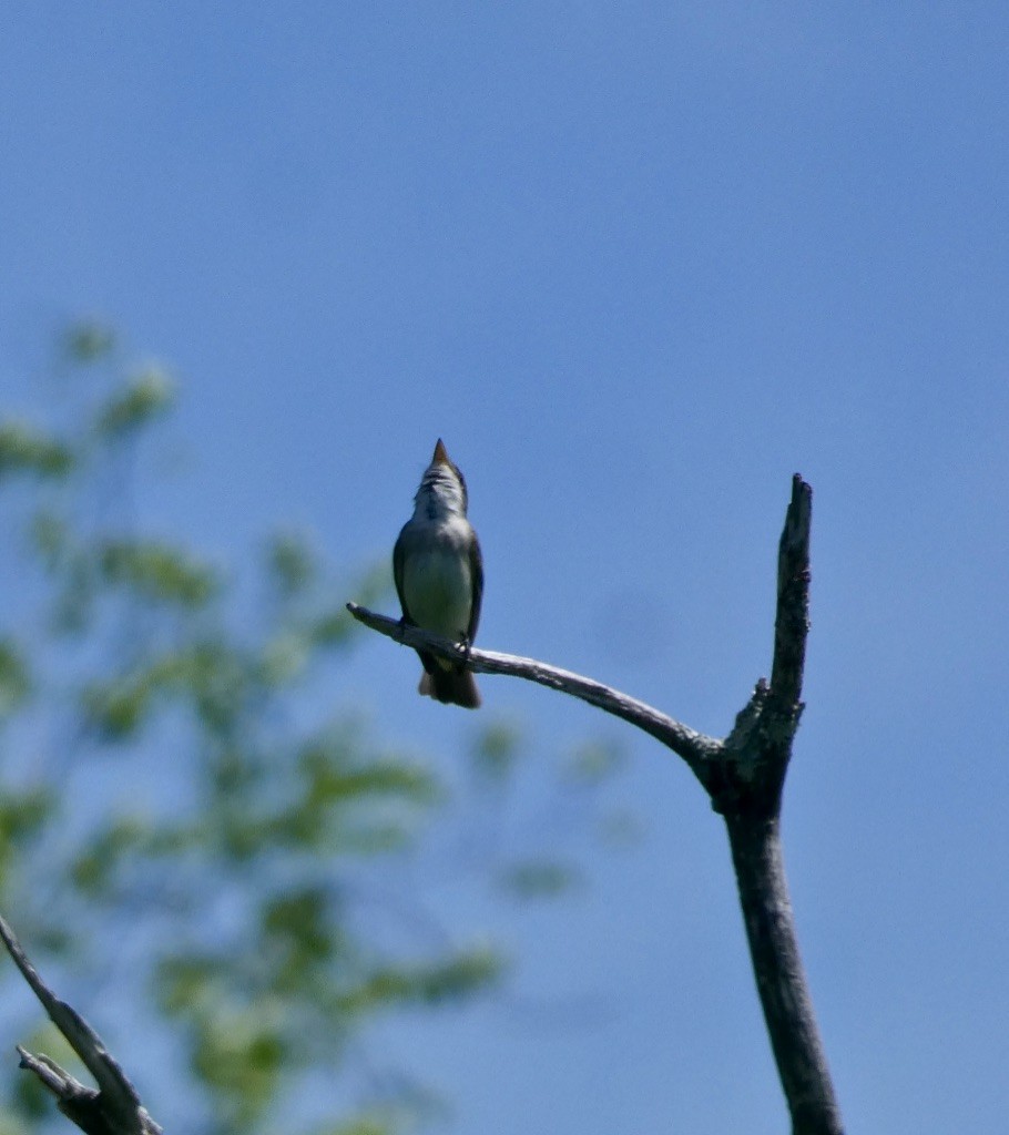 Willow Flycatcher - ML342479721