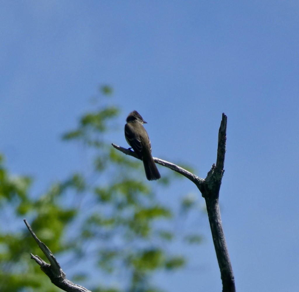 Willow Flycatcher - ML342479731