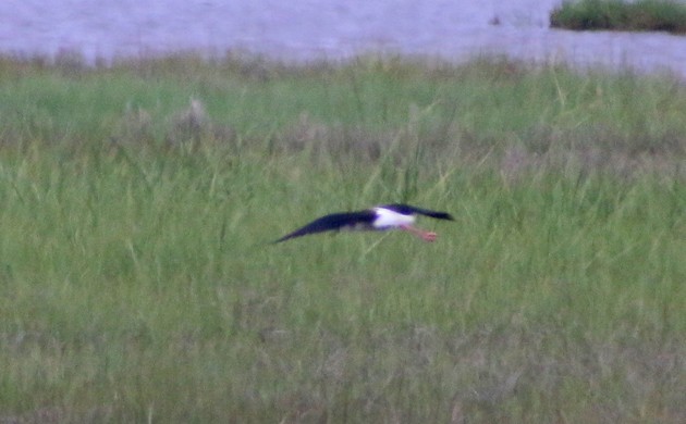 Black-necked Stilt - Corey Finger