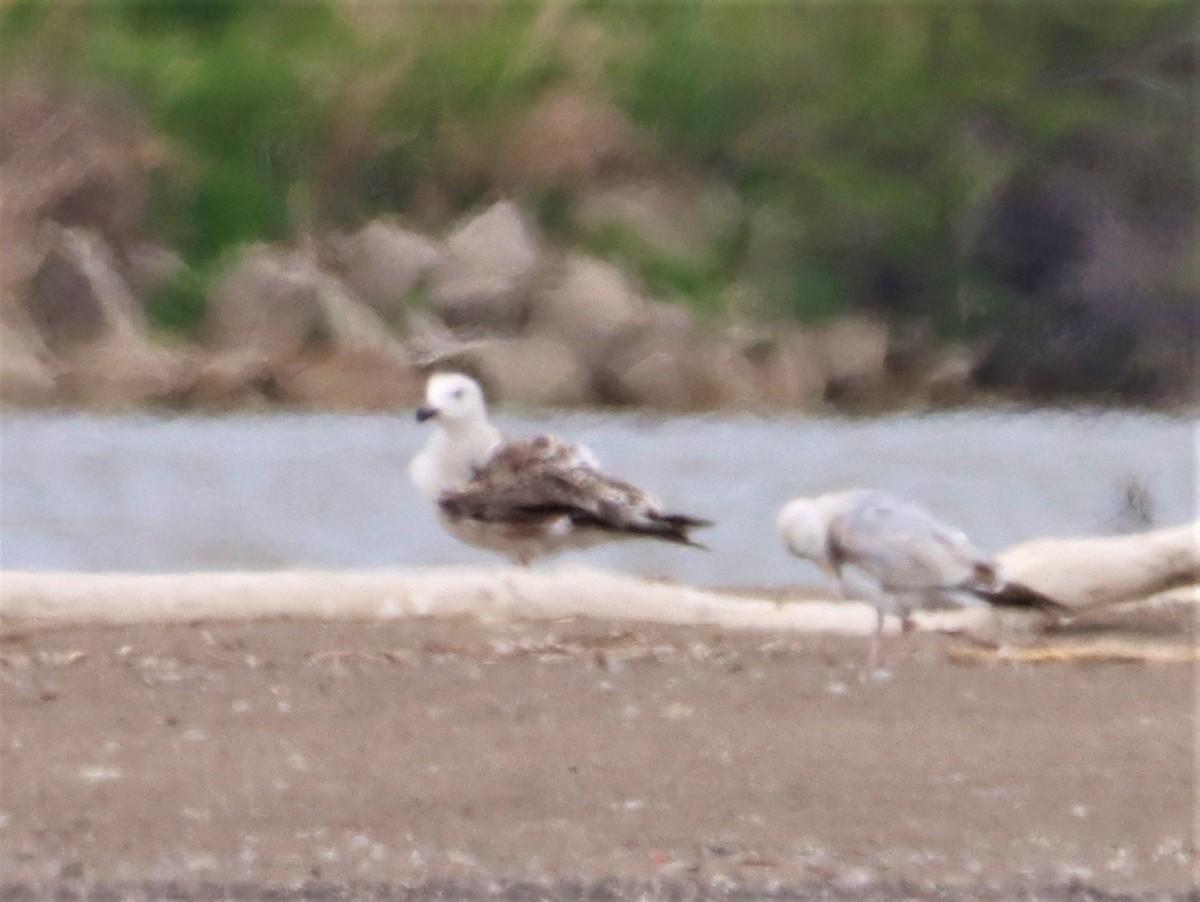 Great Black-backed Gull - Aldo Bertucci