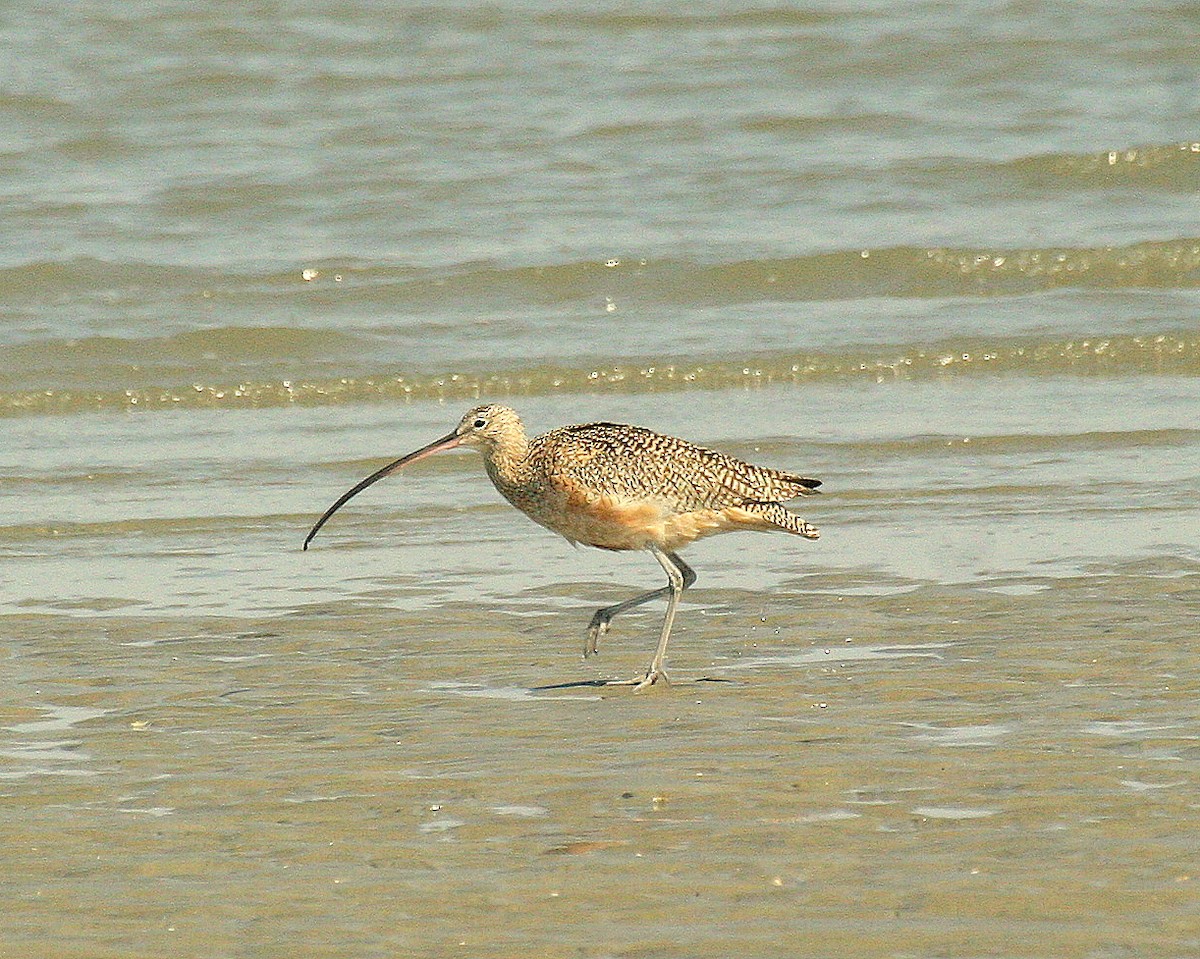 Long-billed Curlew - Pierre Howard