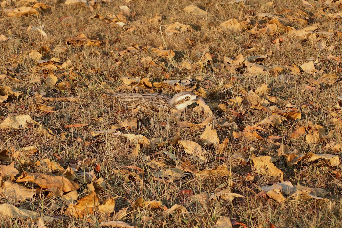 Bush Thick-knee - ML342483991