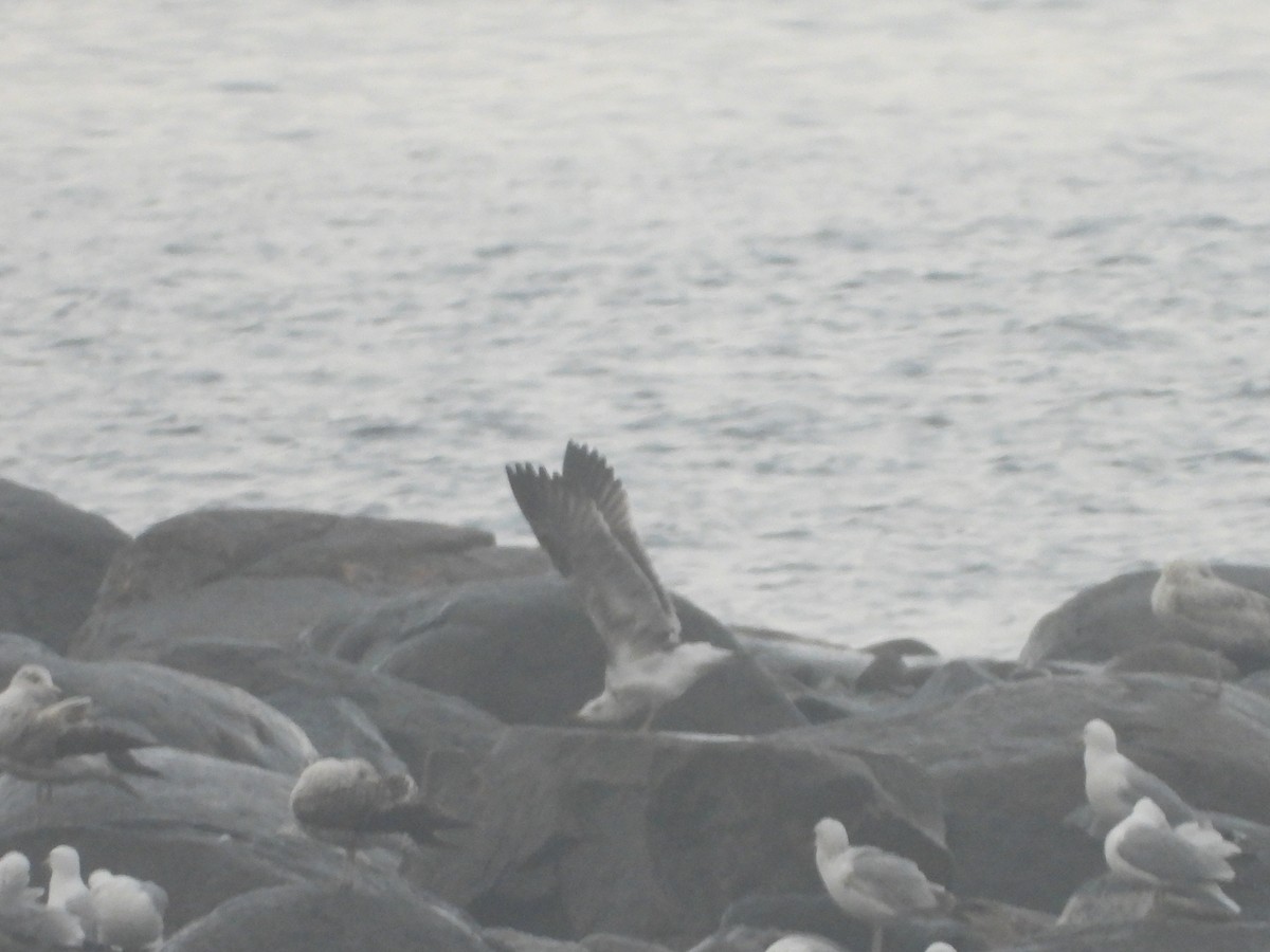 Lesser Black-backed Gull - ML342485151