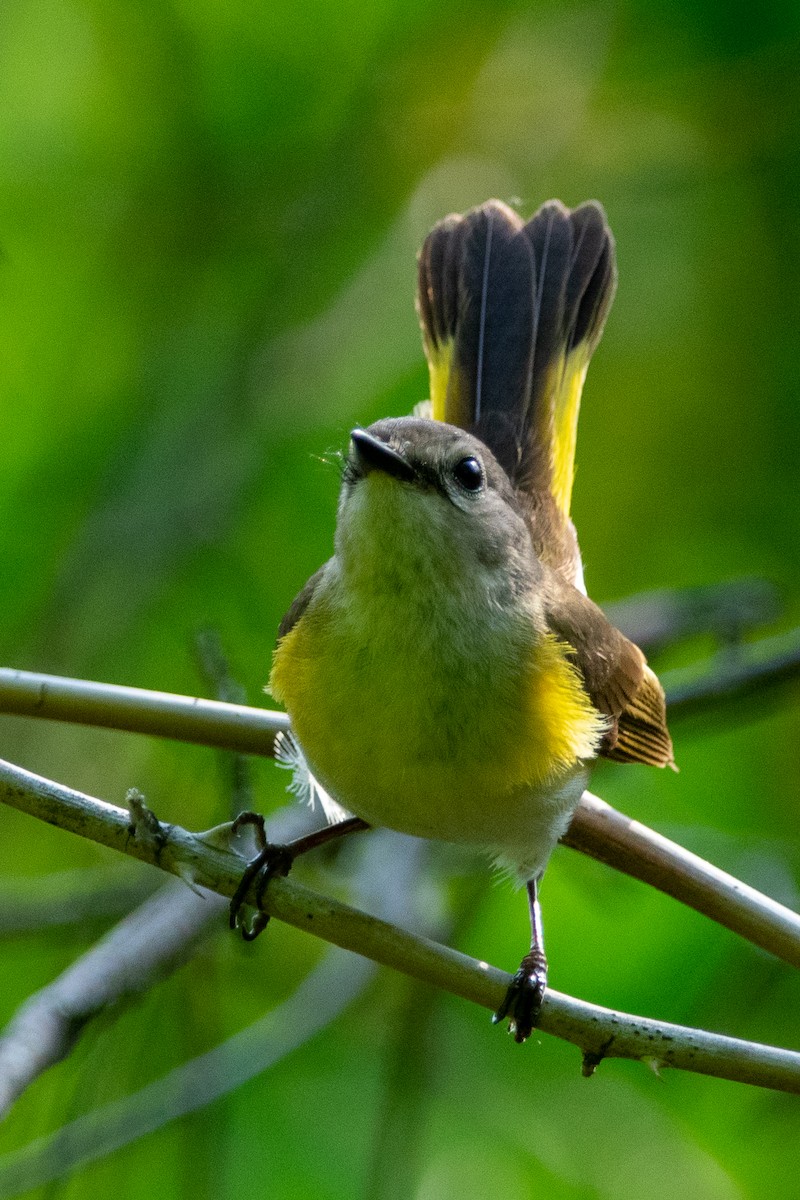 American Redstart - ML342489591