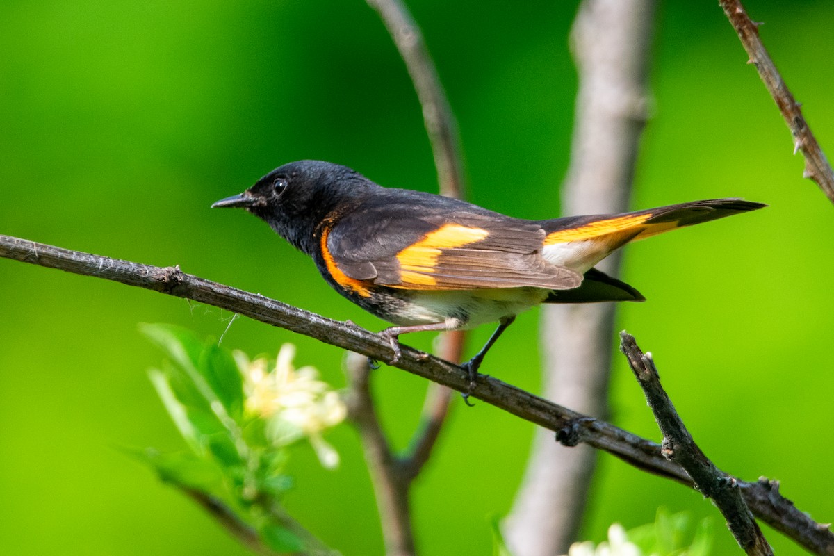 American Redstart - ML342489641