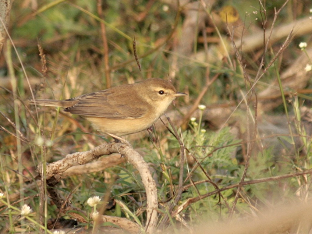 Booted Warbler - Rahul Wakare