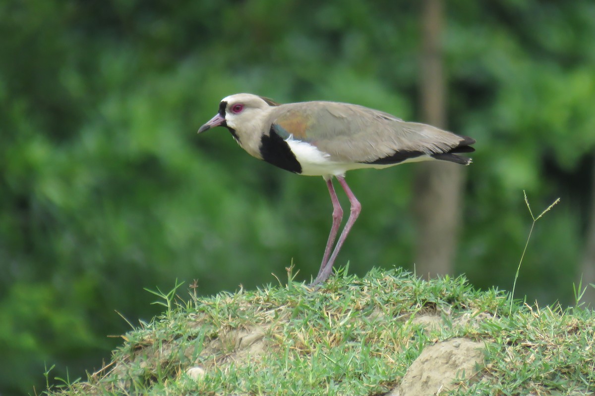 Southern Lapwing - Andrés Reyes