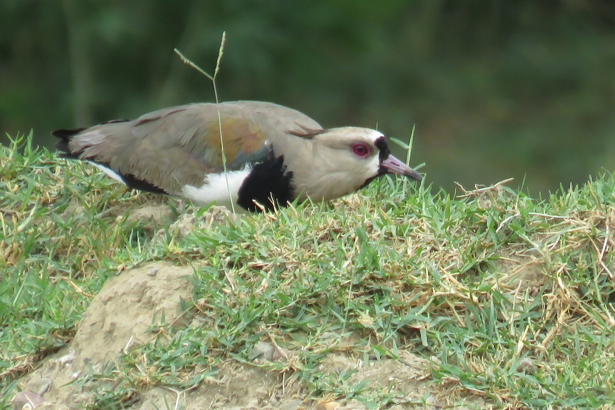 Southern Lapwing - ML342491781