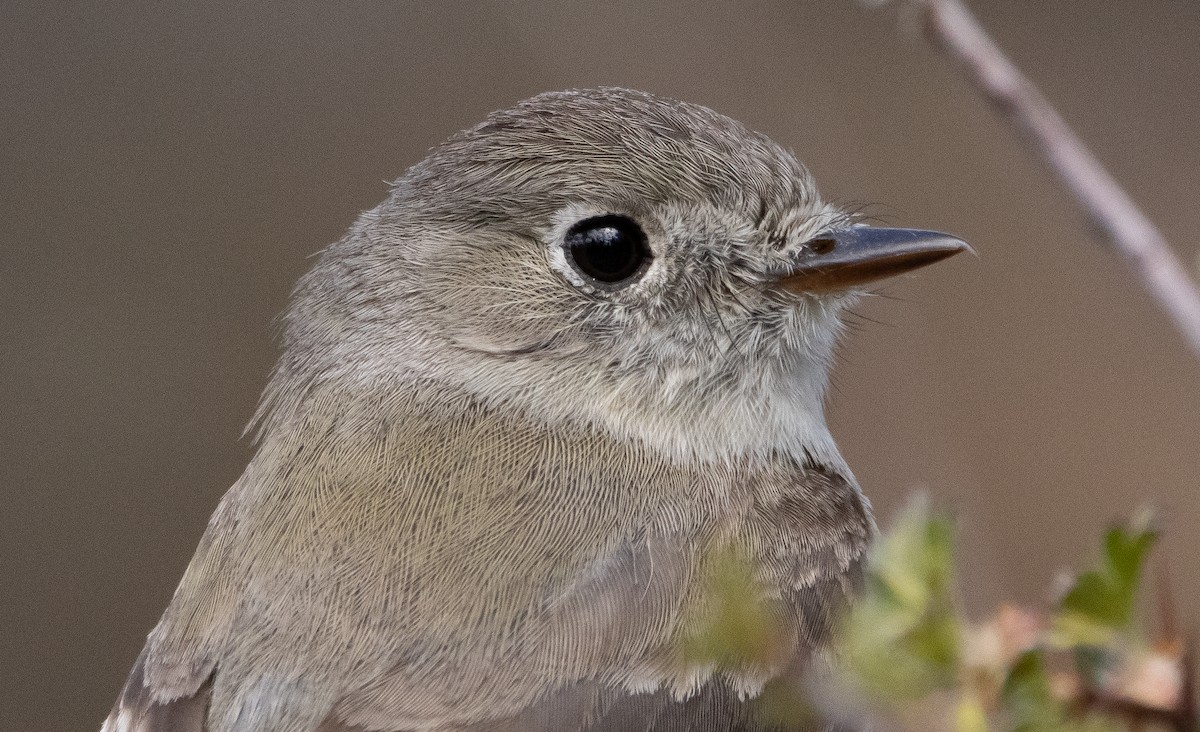 Dusky Flycatcher - ML342492211