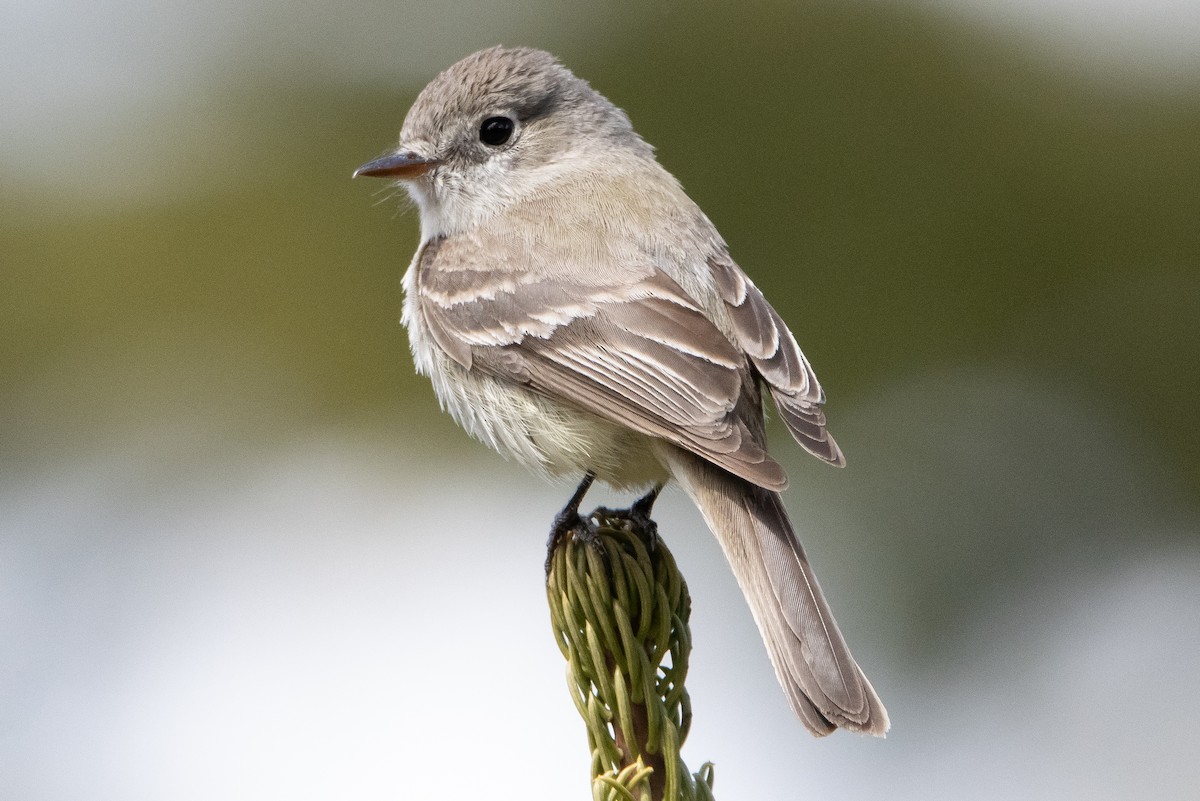 Dusky Flycatcher - Liam Huber