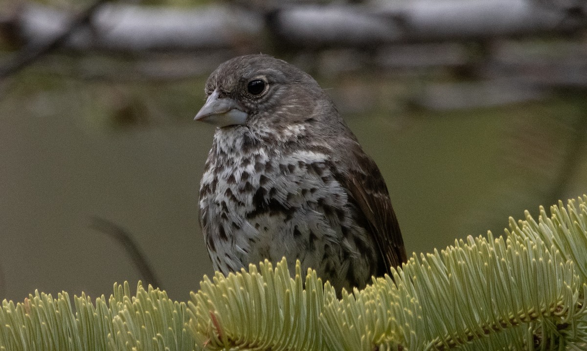 Fox Sparrow (Thick-billed) - ML342492261