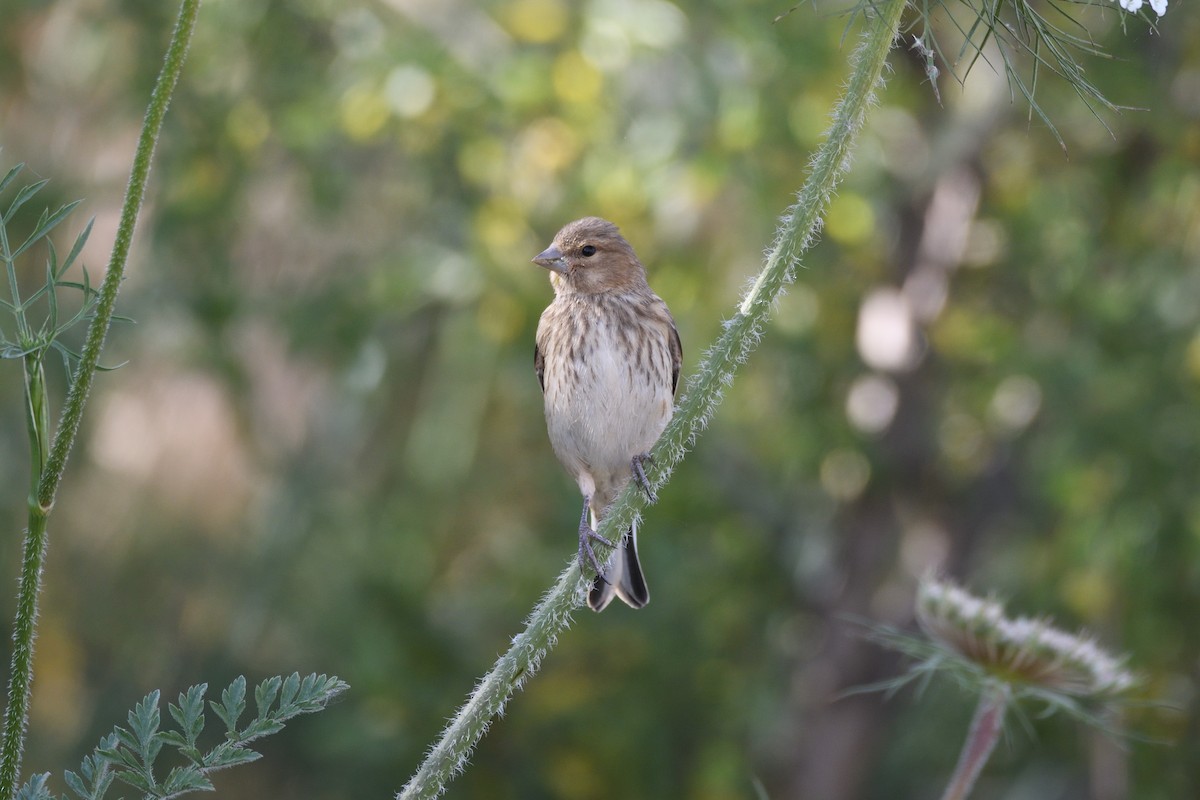 Eurasian Linnet - Santiago Caballero Carrera