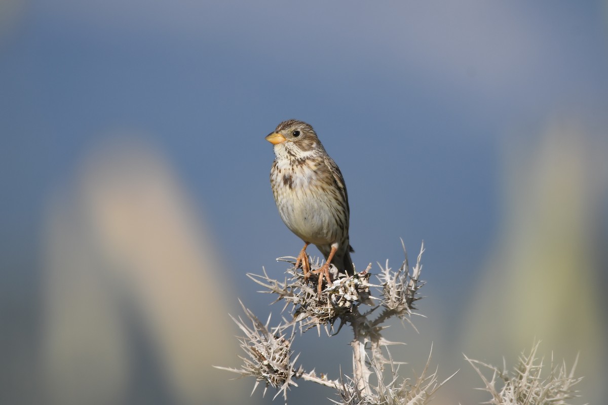 Corn Bunting - Santiago Caballero Carrera