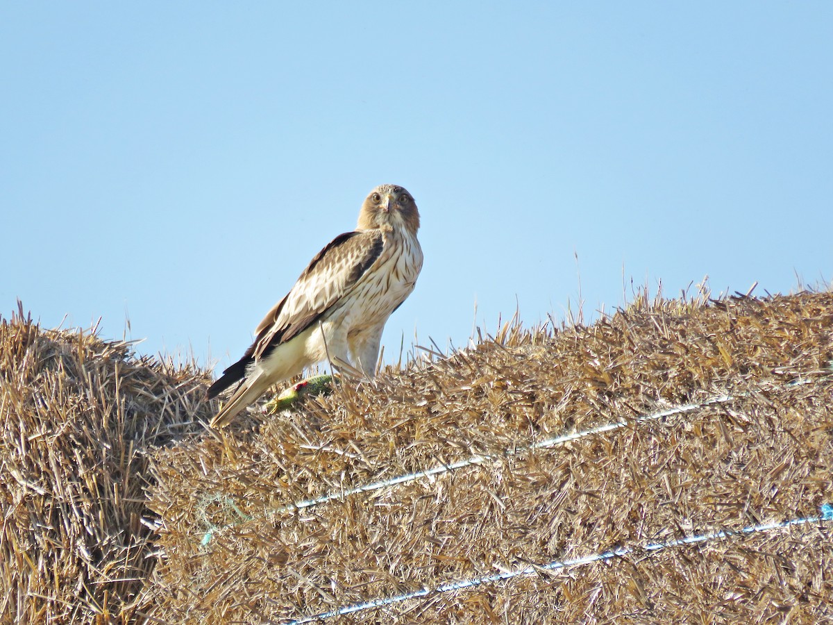 Booted Eagle - ML342493441