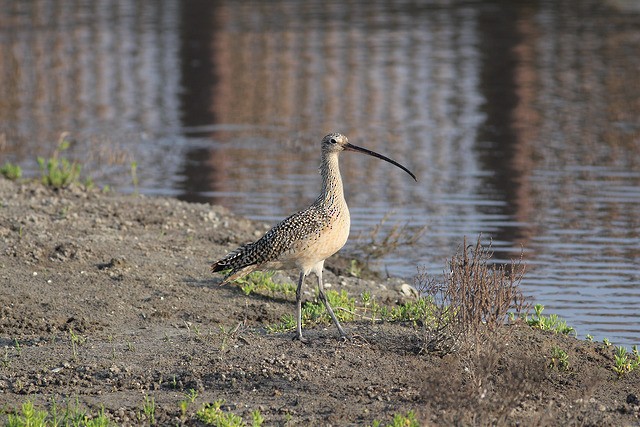 Long-billed Curlew - ML34249411
