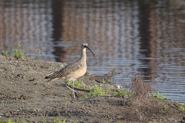 Long-billed Curlew - ML34249431