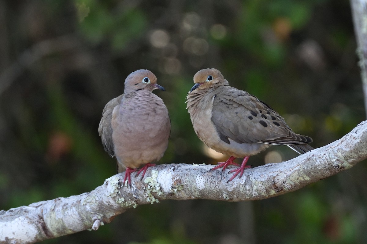 Mourning Dove - Bente Torvund