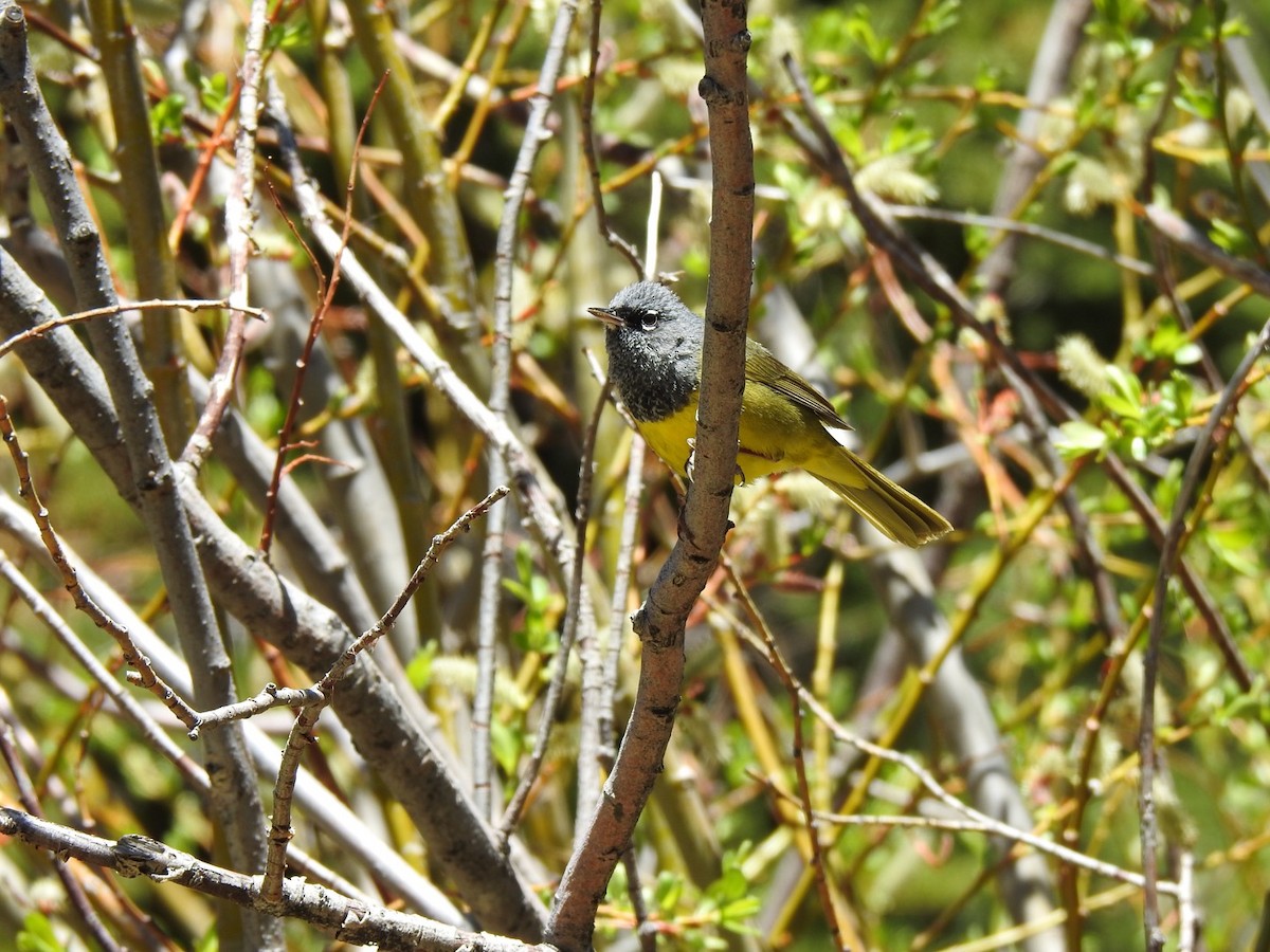 MacGillivray's Warbler - ML342495591